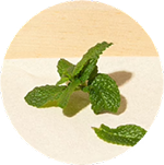 Lemon Balm